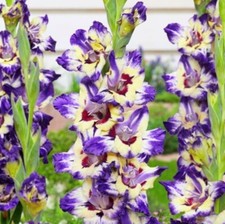 PICK & MIX Dwarf GLADIOLI Premium BULBS NANUS Byzantinus BEE LOVE