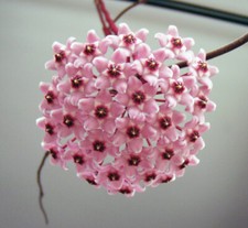 Hoya Carnosa SPLASH taglia pianta giovane