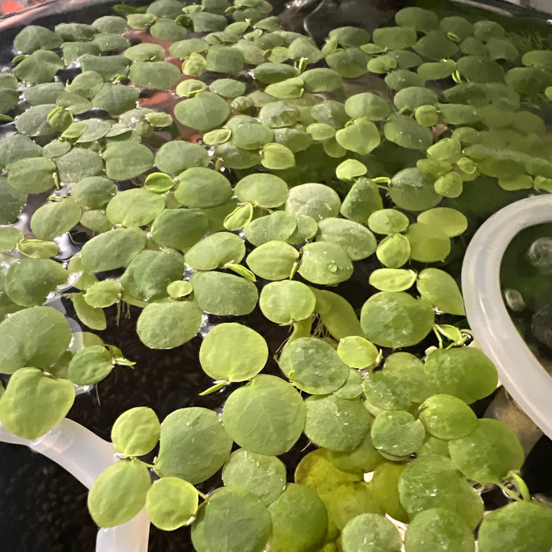 Live Red Root Floaters, 60 Leaves, Aquarium Plant for Freshwater, Beginner