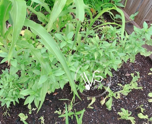 500+PCS THAI BASIL, OCIMUM BASILICUM SEEDS, HẠT HÚNG QUẾ | 90% GERMINATION | - Picture 7 of 7