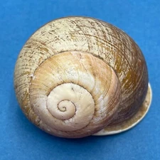 Trachystyla cretata 63mm In Forest S. Of Borongan, Samar Is., Philippines 