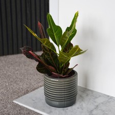 Codiaeum variegatum 'Excellent' - Vibrant Croton, 2x 13cm Potted Plants