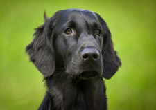 FLAT COATED RETRIEVER DOG GREETINGS CARD LOVELY HEAD STUDY NOTE CARD