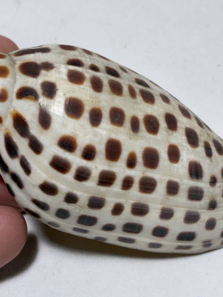 Scaphella Junonia Shell Approximately 4 1/4” 108mm | eBay