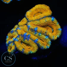 CS RAINBOW ACAN CHUNK - WYSIWYG LIVE CORAL