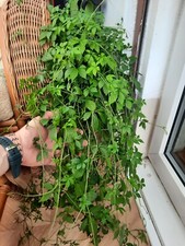 Jiaogulan  plant Gynostemma indoor herb plant - is like