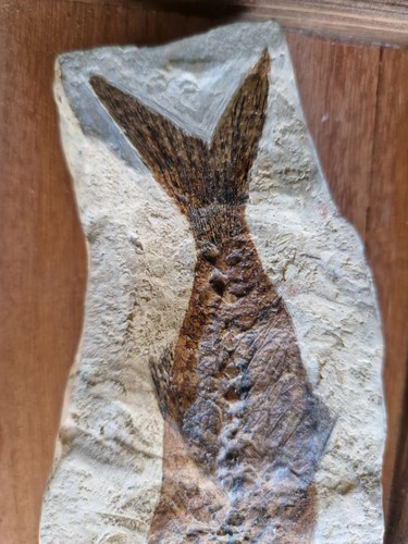 Fossil CARANGIDE bolca 20 Cm - Foto 5 di 24