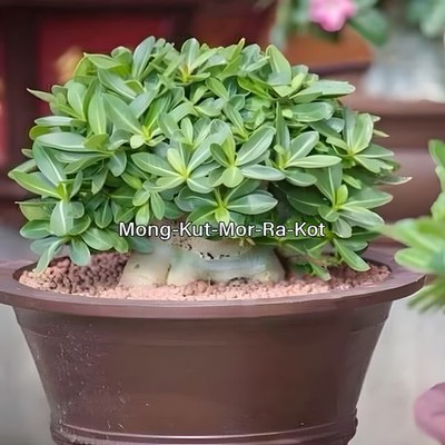 Giant Desert Rose 'Mong-Kut-Mor-Ra-Kot' Adenium Arabicum, Short Plant Fresh 30S