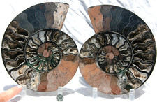 Large Black Ammonite Pair 198mm Deep Crystals XXXL 8.4" 110myo Fossil a687rr