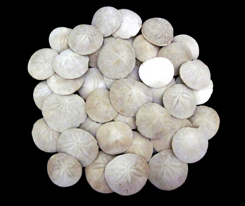 Lot of 42 Sand Dollars Seashells Pacific Ocean Coast   2 1/2" to 3 1/2"