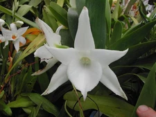 Angraecum Lai's Star #3 (Lemforde White Beauty x sesquipedale)