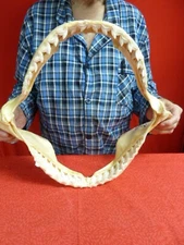 (sj470-82) 18" Tiger SHARK jaw sharks jaws t**th Galeocerdo taxidermy science