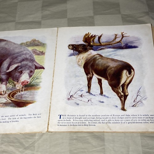 Rare 1912 1st Edition Our Four Footed Friends Farm Animals Linen No. 800 - Picture 5 of 8
