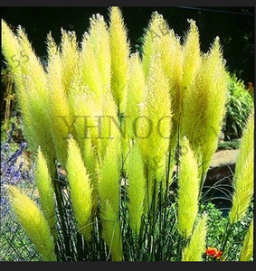 Pampas Grass Bonsai Patio Garden Decorative Potted Plants Flowers 100 Pcs Seeds Ebay