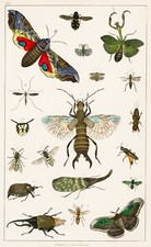 12971.Póster de decoración de habitación.Arte de pared para el hogar.1774 ilustración de animales vintage. Avispa polilla