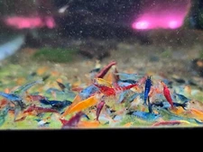 20 + 2 Multicolored Pack 🦐 Live Freshwater Neocaridina Shrimp healthy aquarium