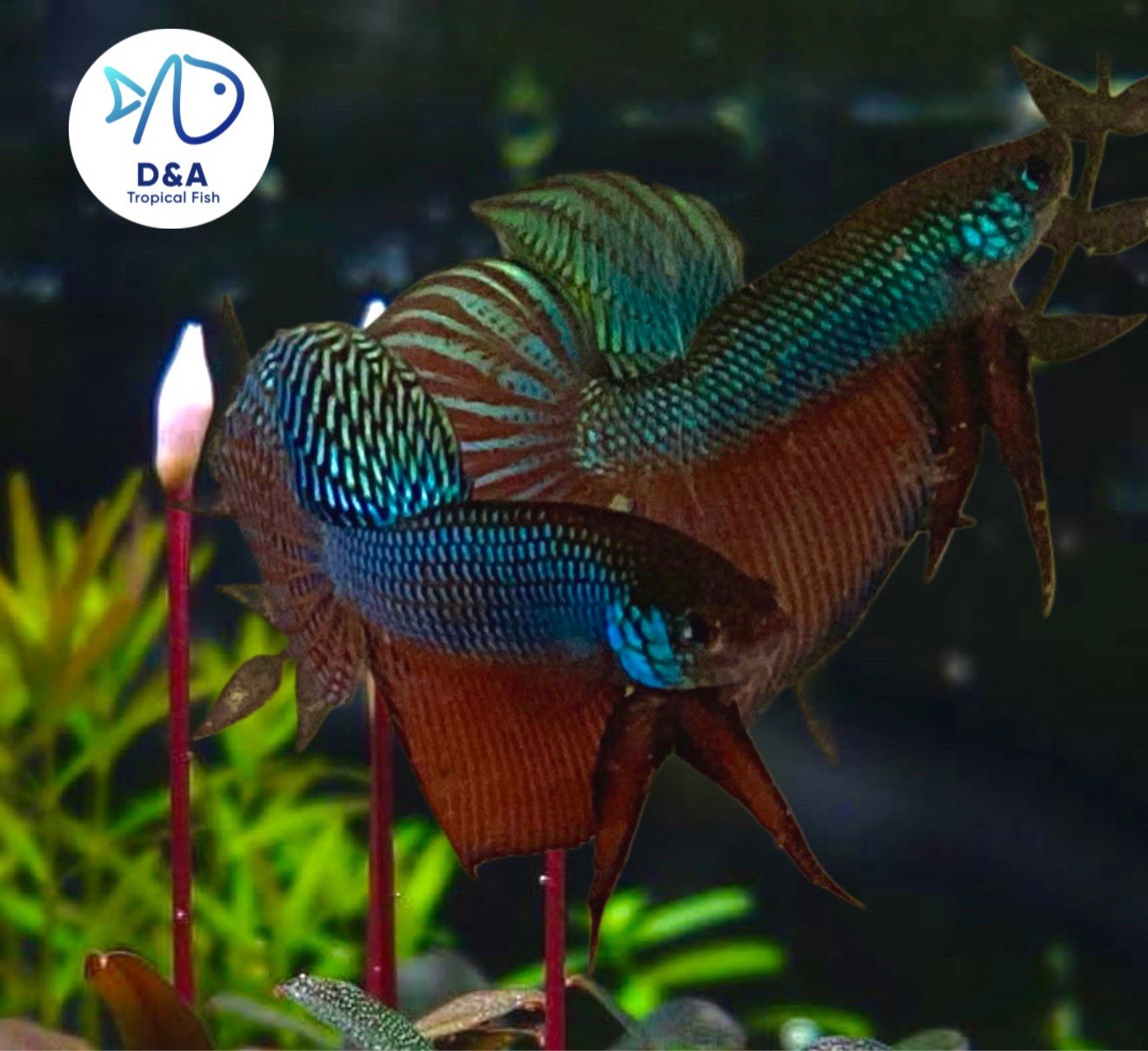 Live Male Betta Fish - Wild Alien Blue Green Guitar High Quality