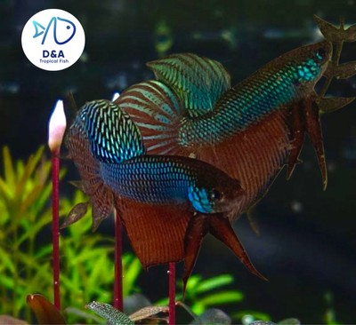MALE Live Betta Fish High Quality Wild Betta Alien Blue