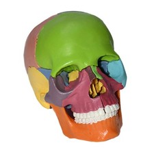 15 pièces détachables 1: 1 PVC modèle de crâne humain enfants enfants jouet