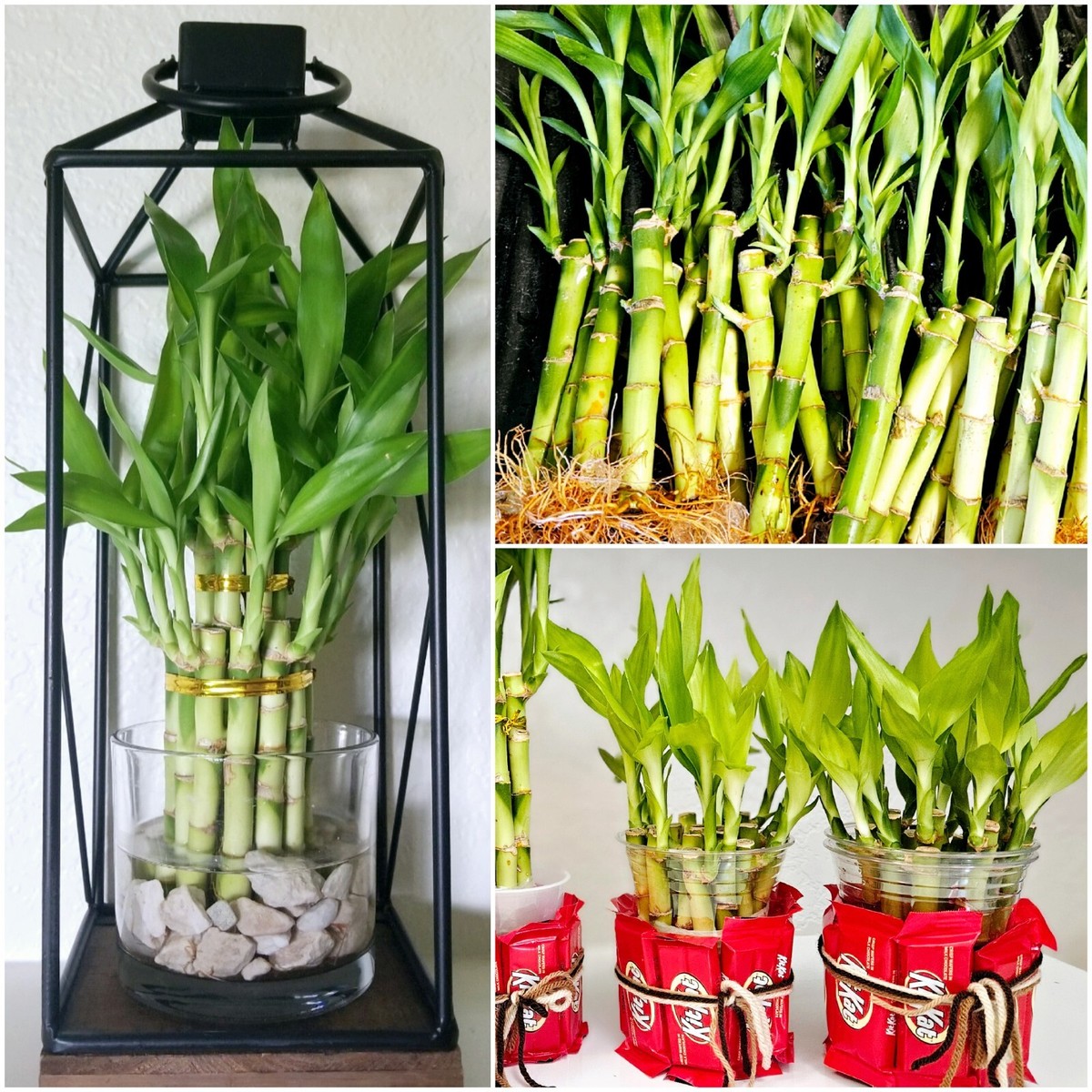 where to buy a pothos Buy Golden Pothos with Support Stick – Easy Indoor Plant main image 1