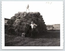 1967 Farmers Ranch 680 Bales of Hay Livestock Food Snapshot Photo Farm