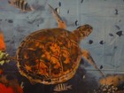 3 FABRIC POSTERS ~ 1 SHARK & 2 TURTLES!!! — photo 5