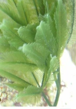 4” Frag Fern Caulerpa Macroalgae Reef Tank / Saltwater/ Refugium