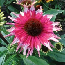 50 Pink White Coneflower Seeds Echinacea Flower Perennial Bloom Flowers Seed 17