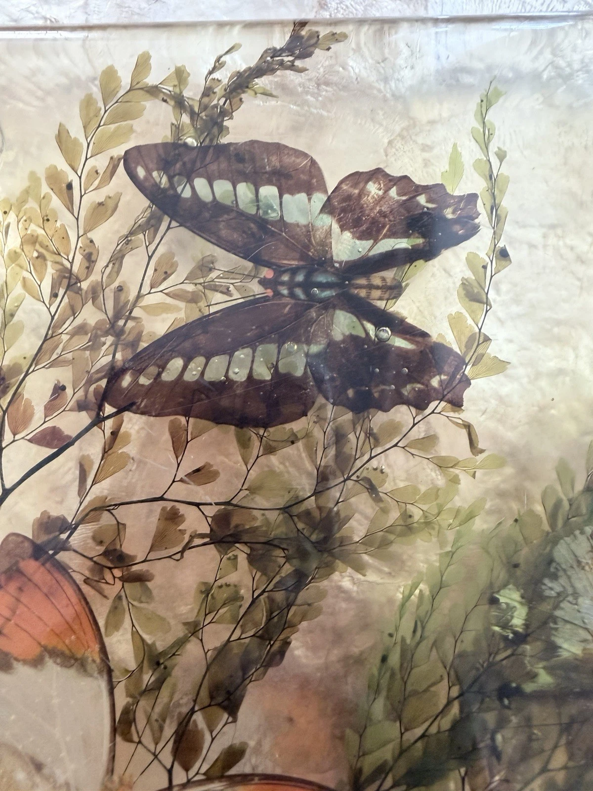 Vintage Lucite Resin Butterfly Fern Specimen Trivet Display 8in MCM Decor - product detail image 4