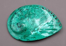 Polished Green Dyed Abalone Midas Seashell (1 shell approx. 5+ inches)