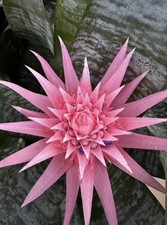 Aechmea Fasciata. Silver Vase. 2 PLANTS. BS. Bromeliad PupS
