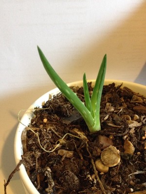 Aloe Vera Plant Succulent Barbadensis Miller Young Plants Ebay