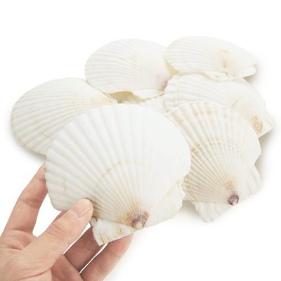 24 PCS 4-5 Natural Scallop Shells, White Seashells, Crafts, DIY Painting