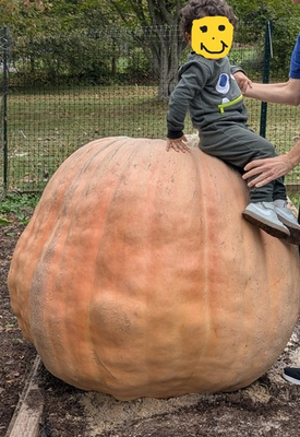 #ad Giant Pumpkin Seeds for Competition Pumpkins Proven Ancestry 2025 Crop 5 pack $12.00