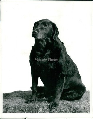 Cute Black Dog Furry Creature Sitting Historic Nose Historic Vintage Photo 8x10