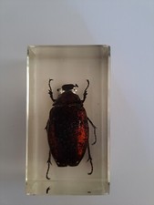 Vintage Joli insecte Résine inclusion insecte très bon état