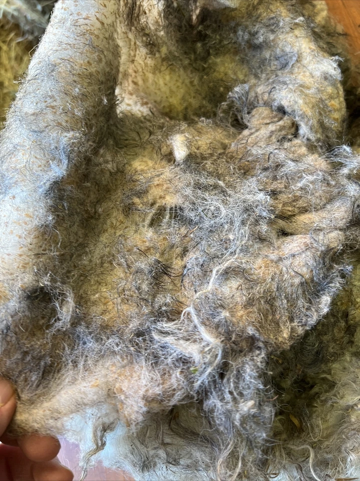 Icelandic fleece Ewe RAW 14 ounce fleece as shown - Image 4 of 4