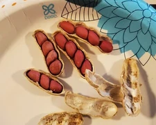 1/2 Pound (Approx. 350 Shelled) Tennessee Red Valencia Peanut Seeds In Shell