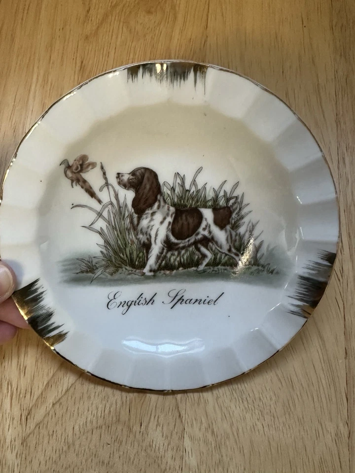 Cenicero vintage inglés Springer Spaniel porcelana atrapar todo anillo plato perro Foto 2 de 4