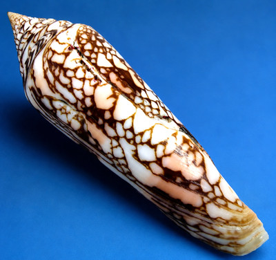 Conus milneedwardsi 123.1mm Large Glory of India Cone Shell Collector Specimen