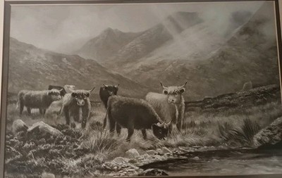 Douglas Cameron Highland Cows Druck Glint in Storm schottische Kunst