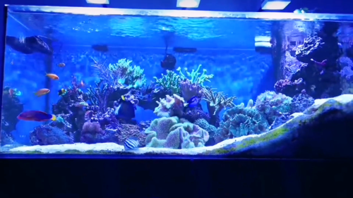 PopBloom RL90 Led Aquarium Light Full Spectrum Reef Coral Marine Saltwater Tank - Video 1 of 1