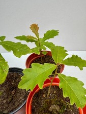 5x English Oak Tree Saplings 10-20cm