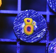 DIYreefer Live Coral WYSIWYG Great Owl Zoa 3 Polyp Frag