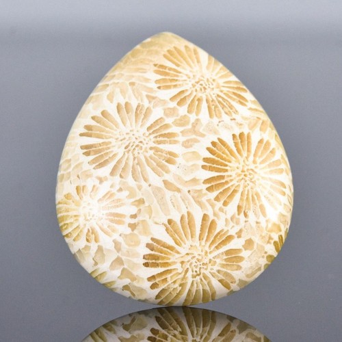Rare Natural Agatized Fossil Coral Cabochon with Flower Pattern Indonesia 5.00g - Picture 3 of 14