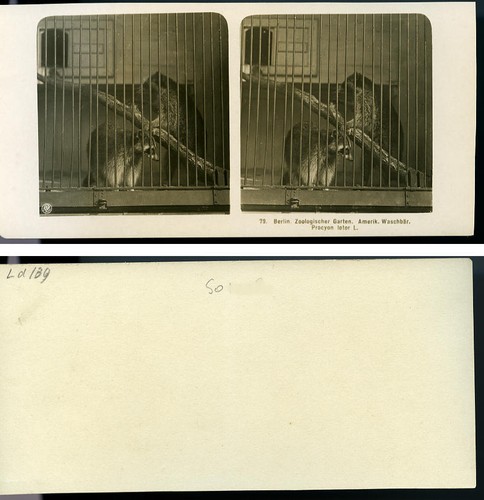 Germany Berlin Zoological Garden Raccoon old Stereoview Photo NPG 1900 - Picture 3 of 3
