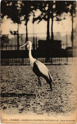 Old postcard Paris 5th - Museum of Natural History - Fairing Crane (324558)