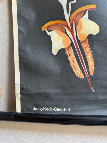 Vintage HONEY BEE school chart JUNG KOCH QUENTELL educational. anatomy zoology - Picture 7 of 17