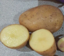 Yukon Gold TPS True Potato Seed 40 Organic Seeds Yellow Mix From Berries USA