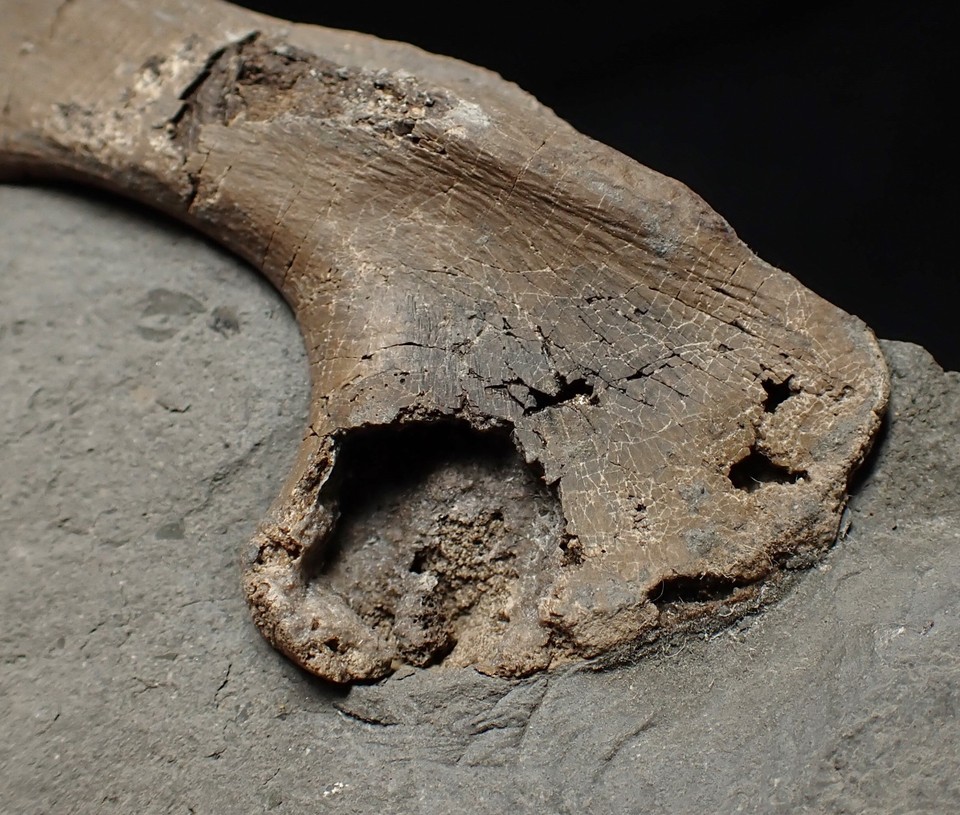 Fossil Ichthyosaur Scapula In Shale Watchet Bone Jurassic Marine fossil-ichthyosaur-scapula-in-shale-watchet-bone-jurassic-marine